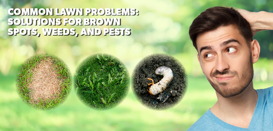 Common Lawn Problems: Solutions for Brown Spots, Weeds, & Pests