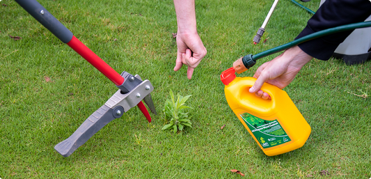 Five Common Lawn Weeds – Identification and Treatment