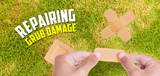 How to Help Your Lawn Repair After Grub Damage