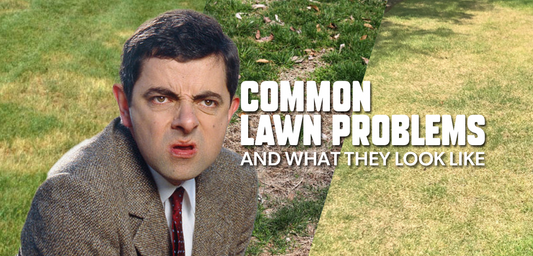Common Lawn Care Problems and What They Look Like