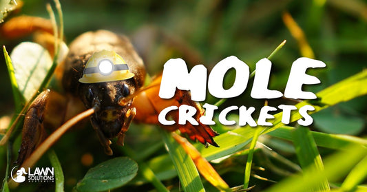 What Are Mole Crickets and Will They Damage My Lawn?