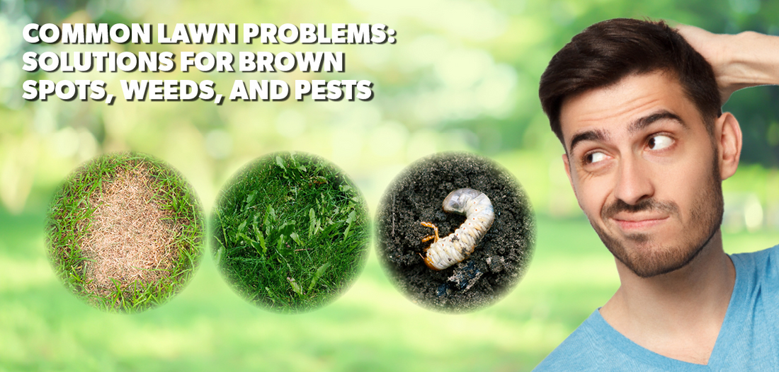 Common Lawn Problems: Solutions for Brown Spots, Weeds, & Pests